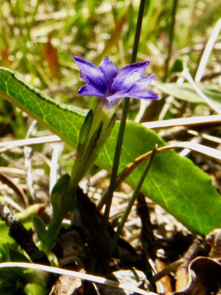 moss gentian