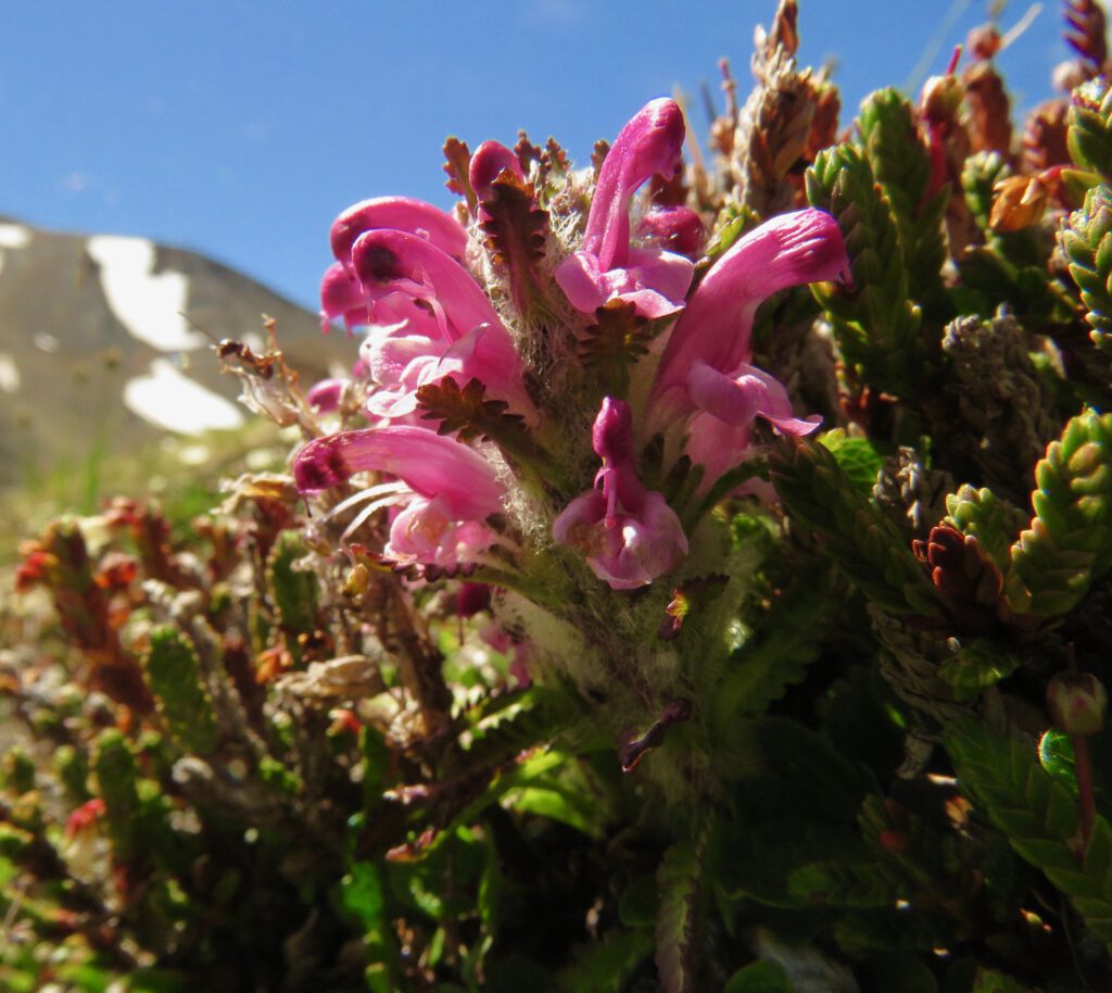 lyall's lousewort