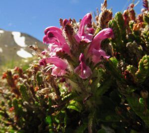 31 lousewort (First Trip Into The Mountains)
