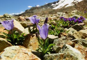 32 harebell (First Trip Into The Mountains)