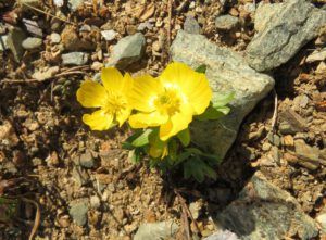 32 mm buttercup (First Trip Into The Mountains)