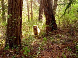 9 in the forest (Harry)