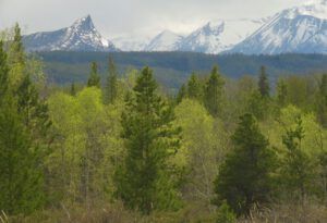 4 greener (And the World Turns Green)