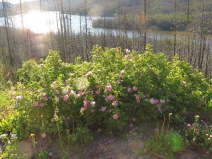 4 roses Miner lake (First Trip Into The Mountains)