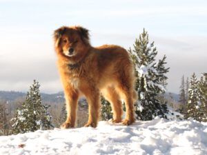 4 winter – golden boy (Harry)