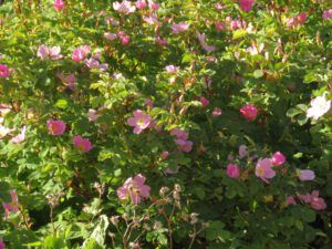 5 roses (First Trip Into The Mountains)