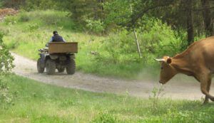 6 Lee calling them (Precipice Cattle Drive 2021)