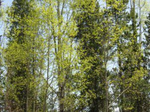 6 aspens (And the World Turns Green)