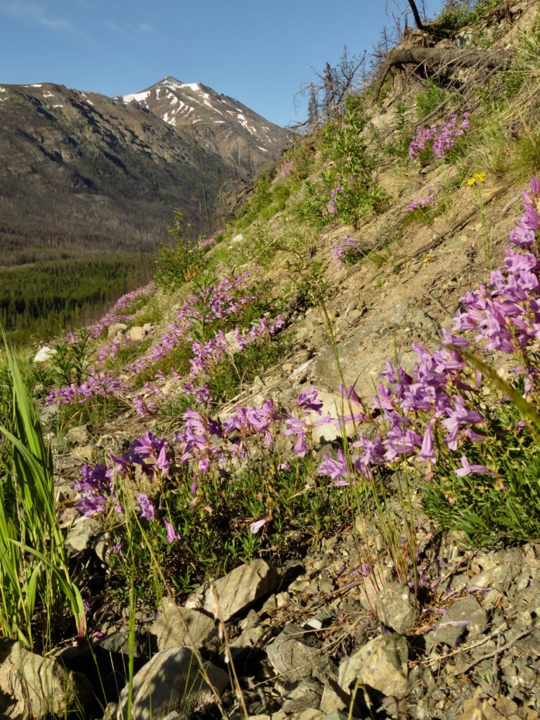 richardson's pentstemon