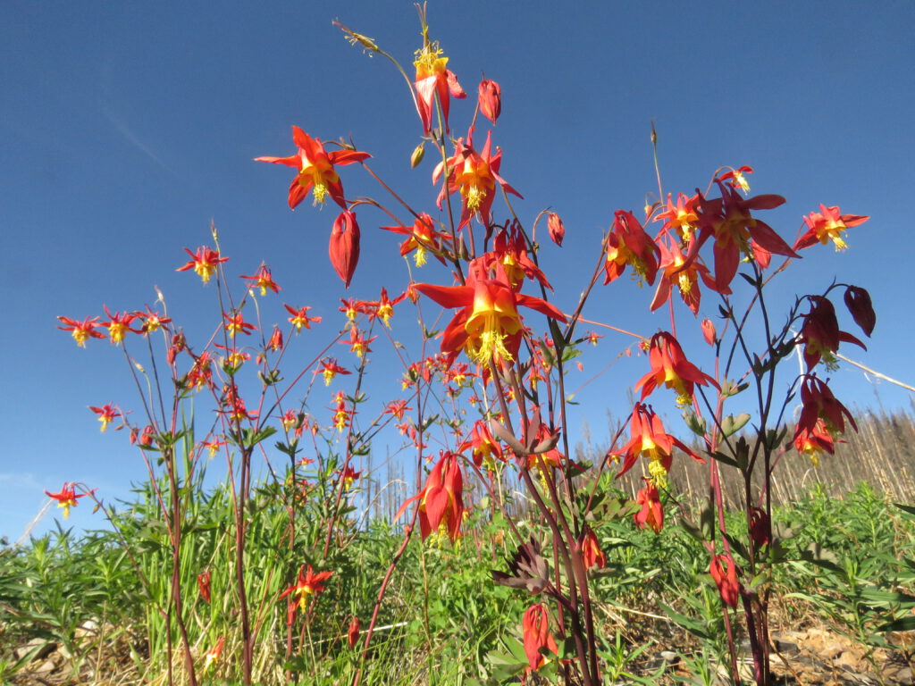 western Columbine