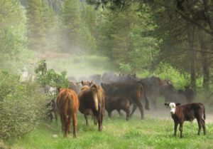 7 heading up (Precipice Cattle Drive 2021)