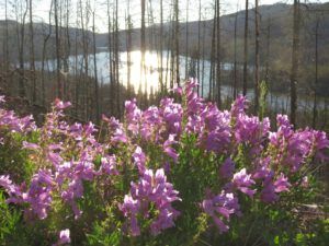 7 penstemon 2 (First Trip Into The Mountains)