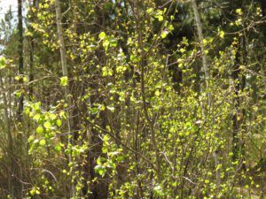 7a aspens 3 (And the World Turns Green)
