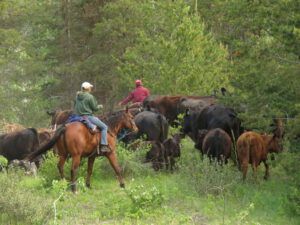 8 horses behind best (Precipice Cattle Drive 2021)
