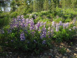 8 lupin zone (First Trip Into The Mountains)