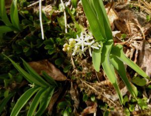 8 star solomon seal (And the World Turns Green)