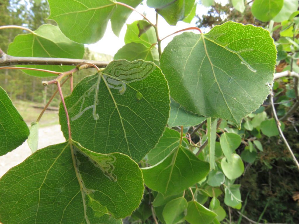 leaf miners