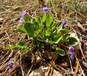 9 violet (And the World Turns Green)