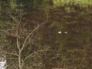 aspen and buffleheads (And the World Turns Green)