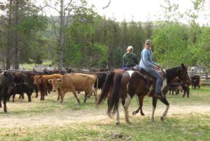 bunching up cows (Precipice Cattle Drive 2021)