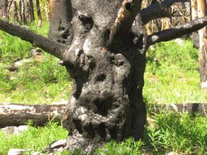 burned tree monster (First Trip Into The Mountains)