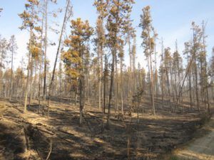 12 driveway 1 (Today’s Trip Home.)