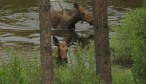 12 moose 1 (Fire update July 13)