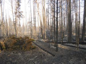 13 driveway 2 (Today’s Trip Home.)