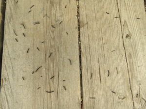 20 burneed needles (Fire update July 13)