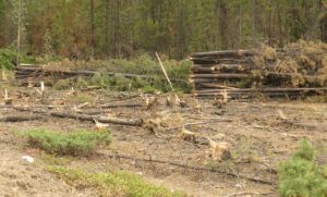 3 piled trees (Second Trip Home ( Fire #6))