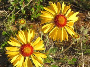 4 browneyed susan (heat)