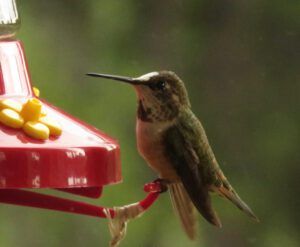 white face (Fire update July 13)