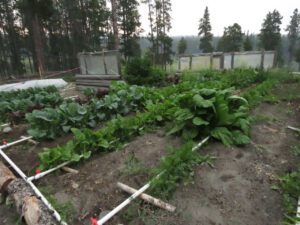 6 garden (Today’s Trip Home.)