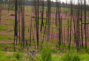 8 fireweed (Fire update July 13)