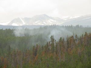 8 puffers (Second Trip Home ( Fire #6))