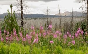 9 fireweed (Second Trip Home ( Fire #6))