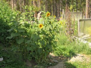 garden (The second heat wave)