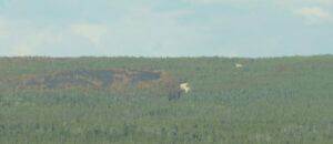 1 fire from distance (Life after the fire)