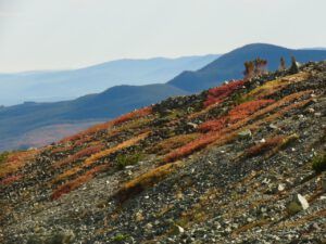 10 birch and willow (Perkins Peak fall colours.)