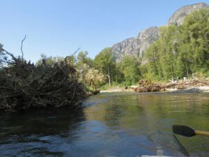 13 massive cottonwoods (Bella Coola Valley interim)
