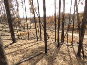 15 our road (Life after the fire)