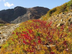 16a to mine fireweed (Perkins Peak fall colours.)