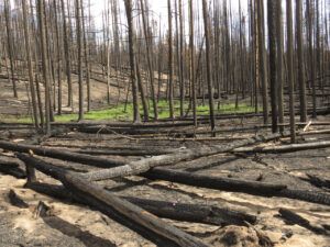 20 grass (Life after the fire)