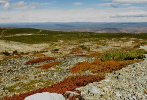 20 homeward (Perkins Peak fall colours.)