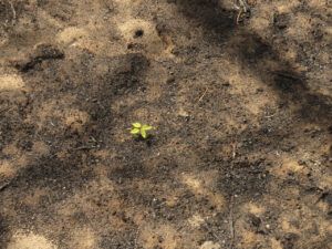 21 dogbane (Life after the fire)