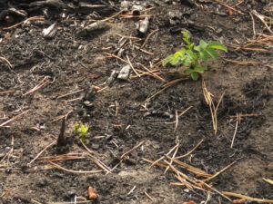 22 wild roase (Life after the fire)