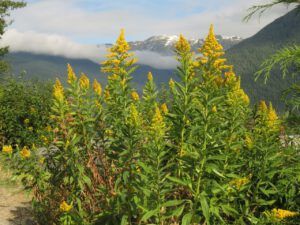 23 goldenrod (Bella Coola Valley interim)