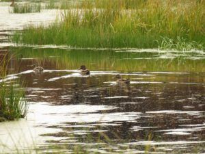 26 slough and ducks (Life after the fire)