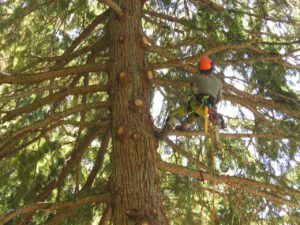 26 tree limbing 1 (Bella Coola Valley interim)
