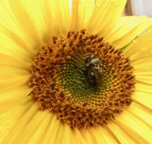 30 drowned bee (Life after the fire)